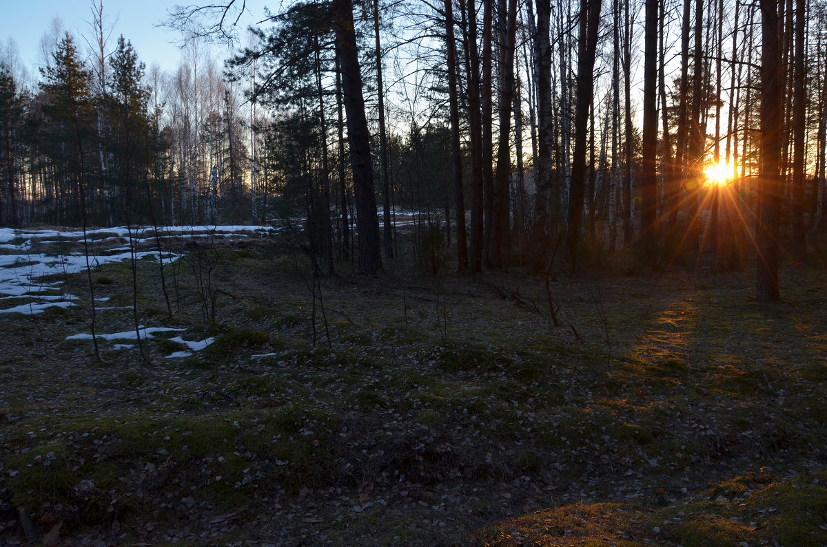 Рассвет в апрельском лесу... - mv12345 элиан