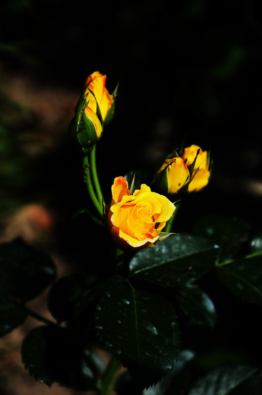 желтые розы - Оксана Дольна