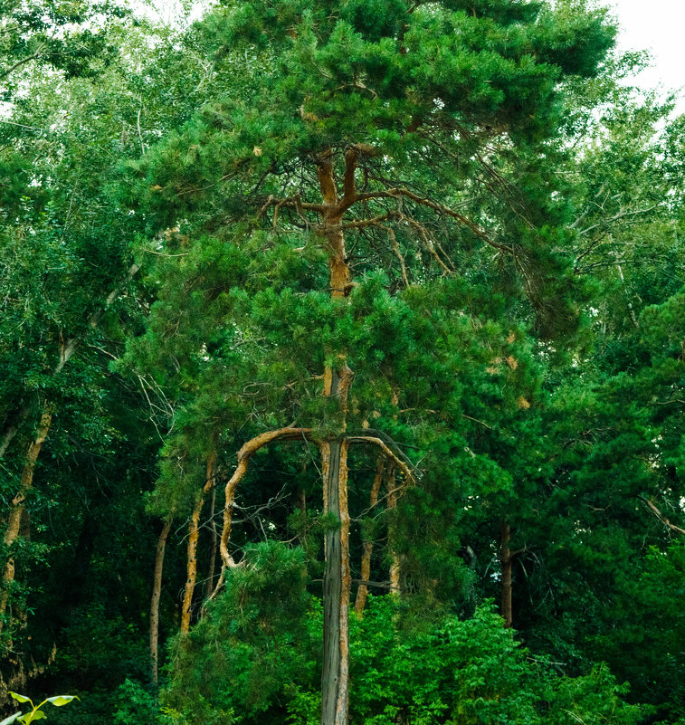 Дерево-сказка - Наташа Nik