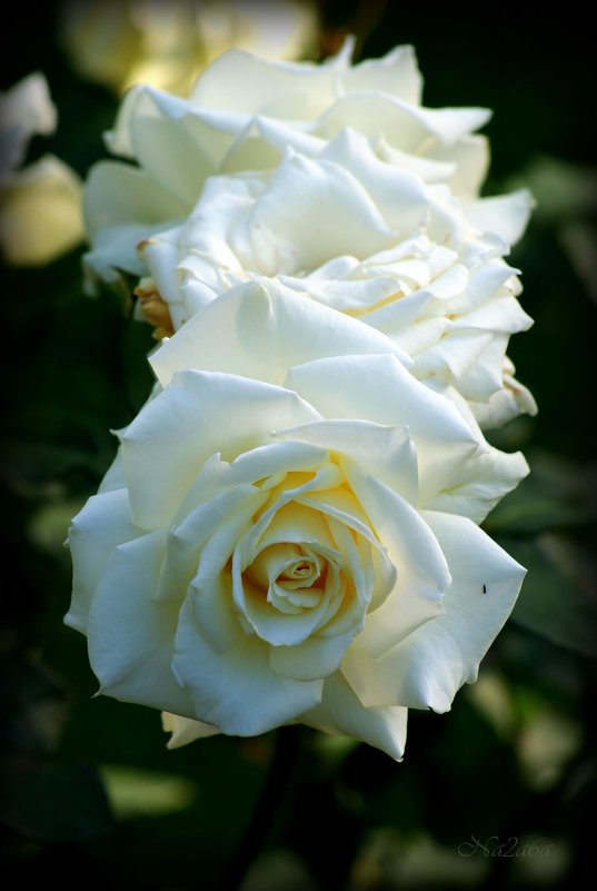 белые розы - Na2a6a N