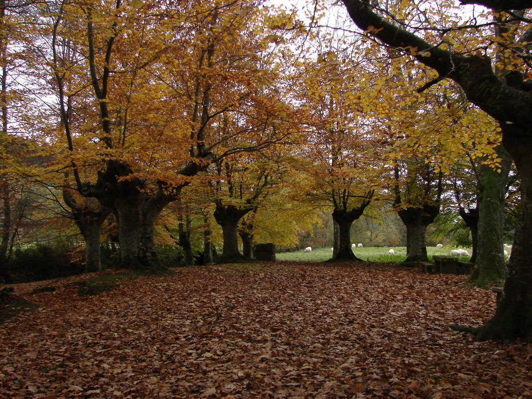 Осенний ковёр из листьев. - Olga Grushko