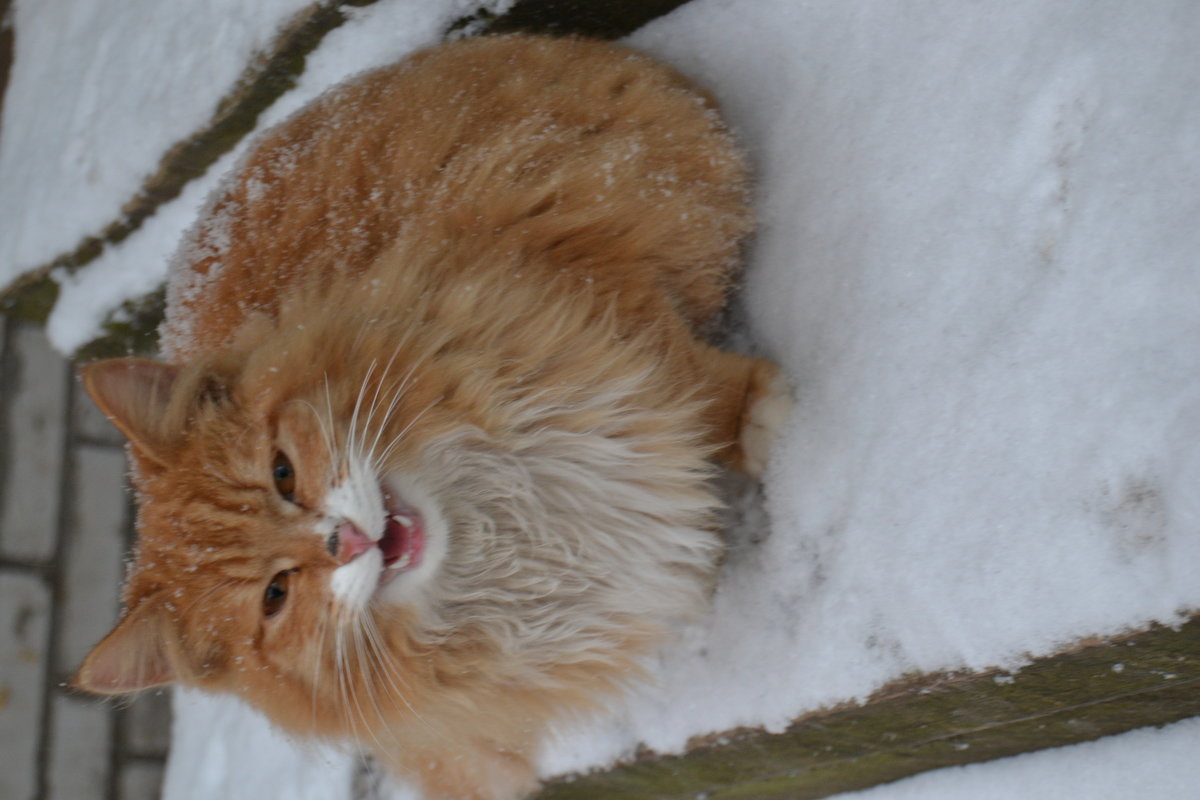 кошка которой холодно - Ирина Пономарева