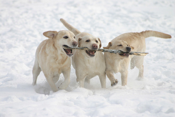 snow dogs - Eugenia Jirina