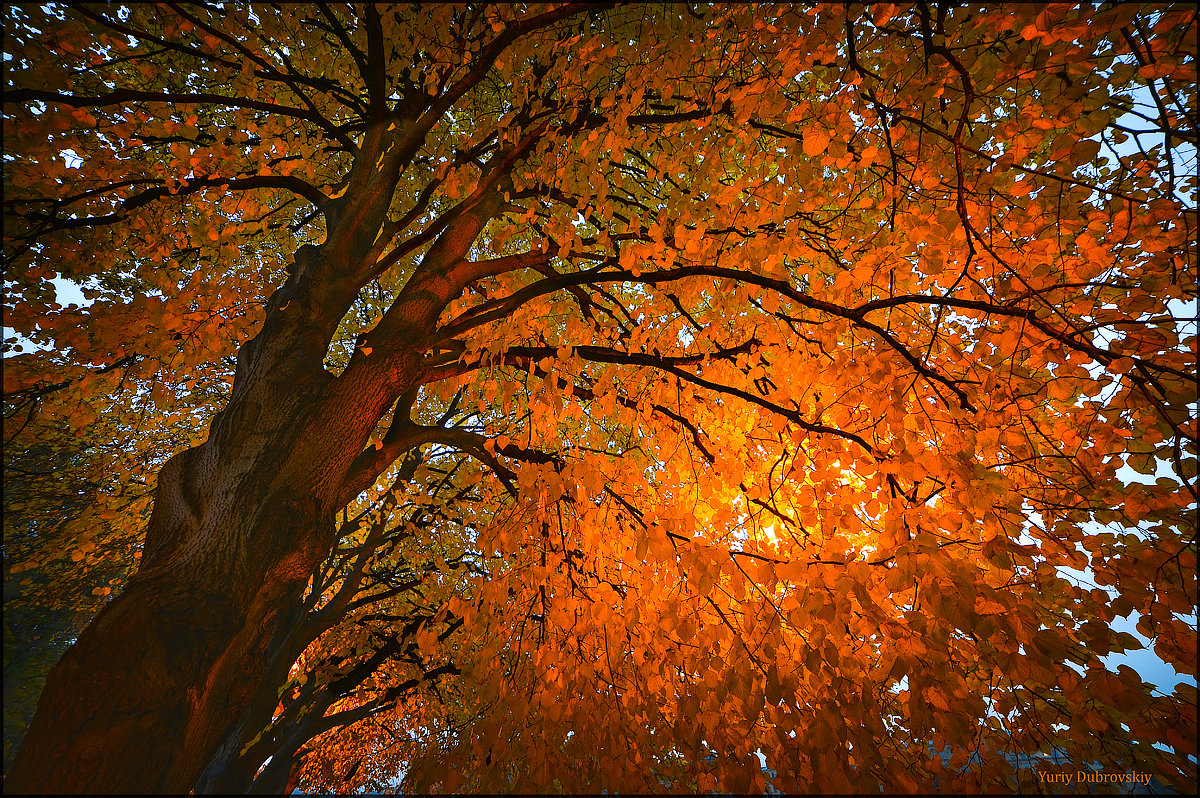 Осень, дерево, фонарь. - Ю Д