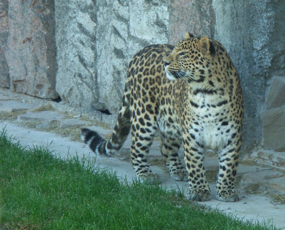 Амурский леопард - muh5257 
