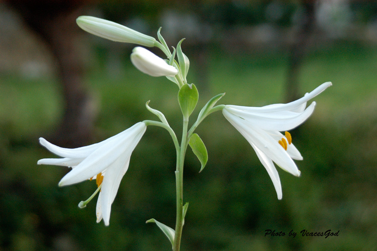 Lilium Candidum - Veaceslav Godorozea