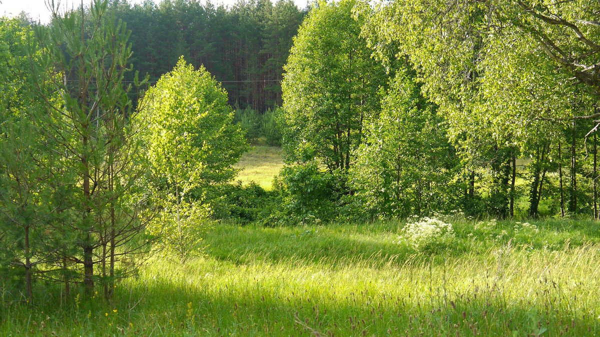 лес - Таня Кулешова