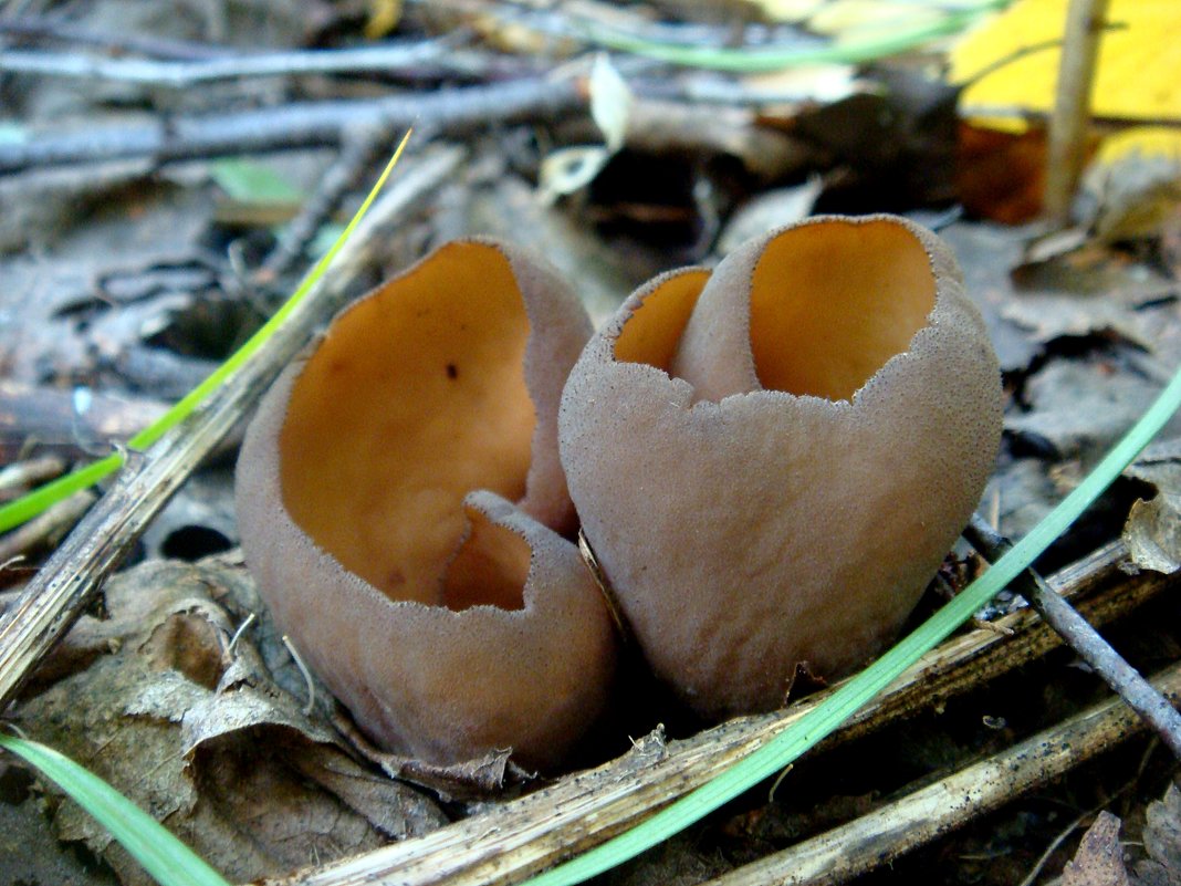 грибы - djangalina *