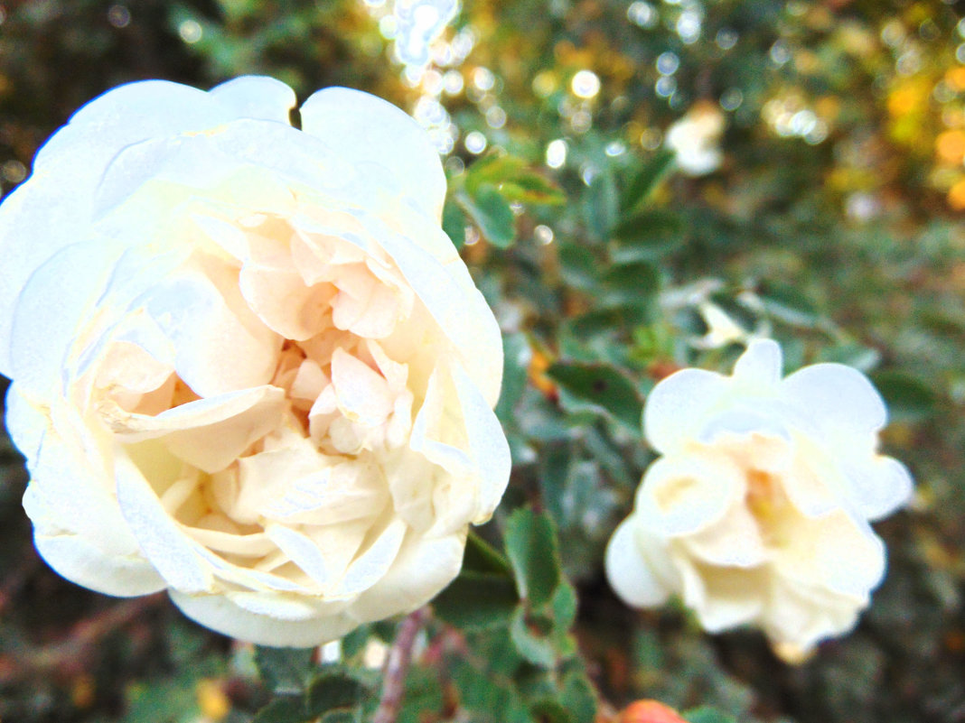 Белые розы - Екатерина ...