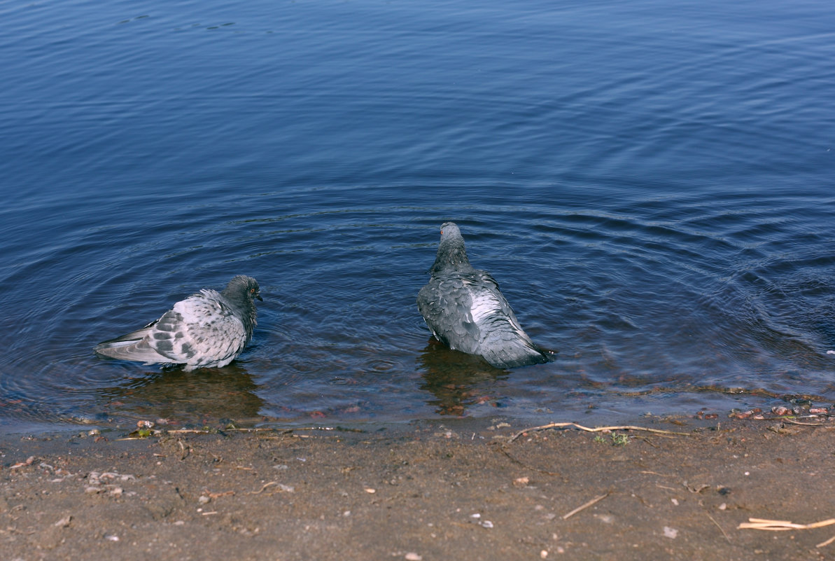 жара... водоплавающие голуби - Татьяна  