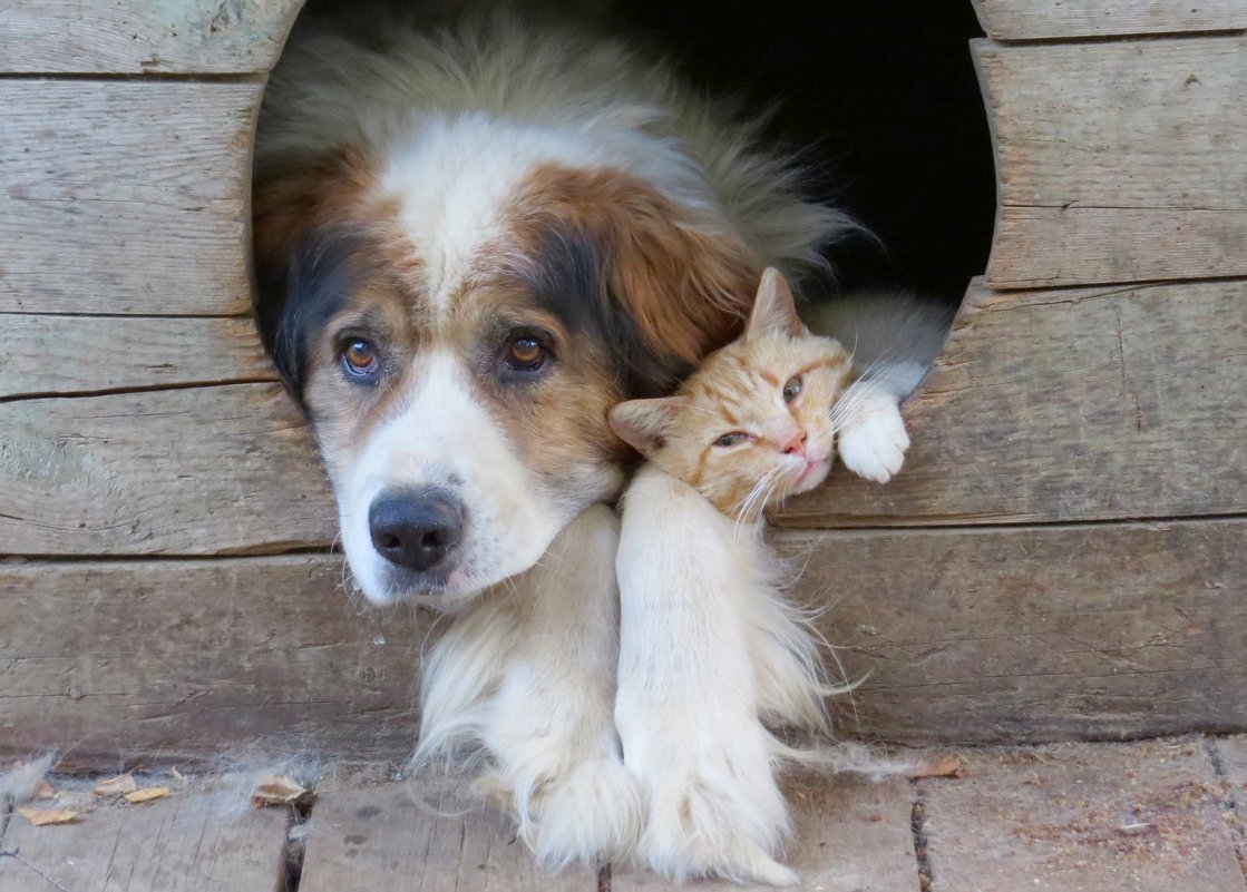 кот и пес - валя 