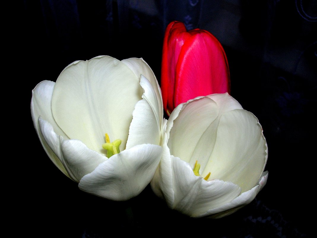 Тюльпаны - Геннадий Храмцов