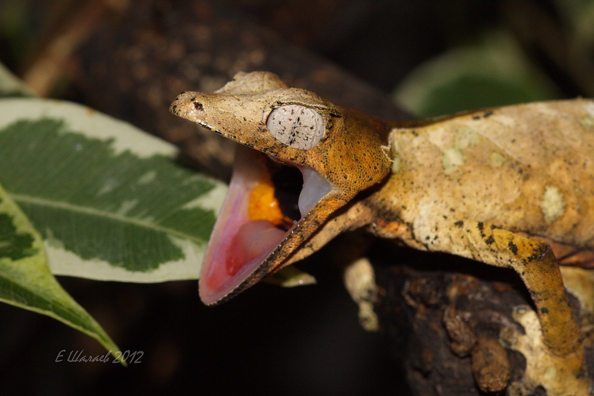 Фантастический листохвостый геккон -  Uroplatus phantasticus - Евгений 