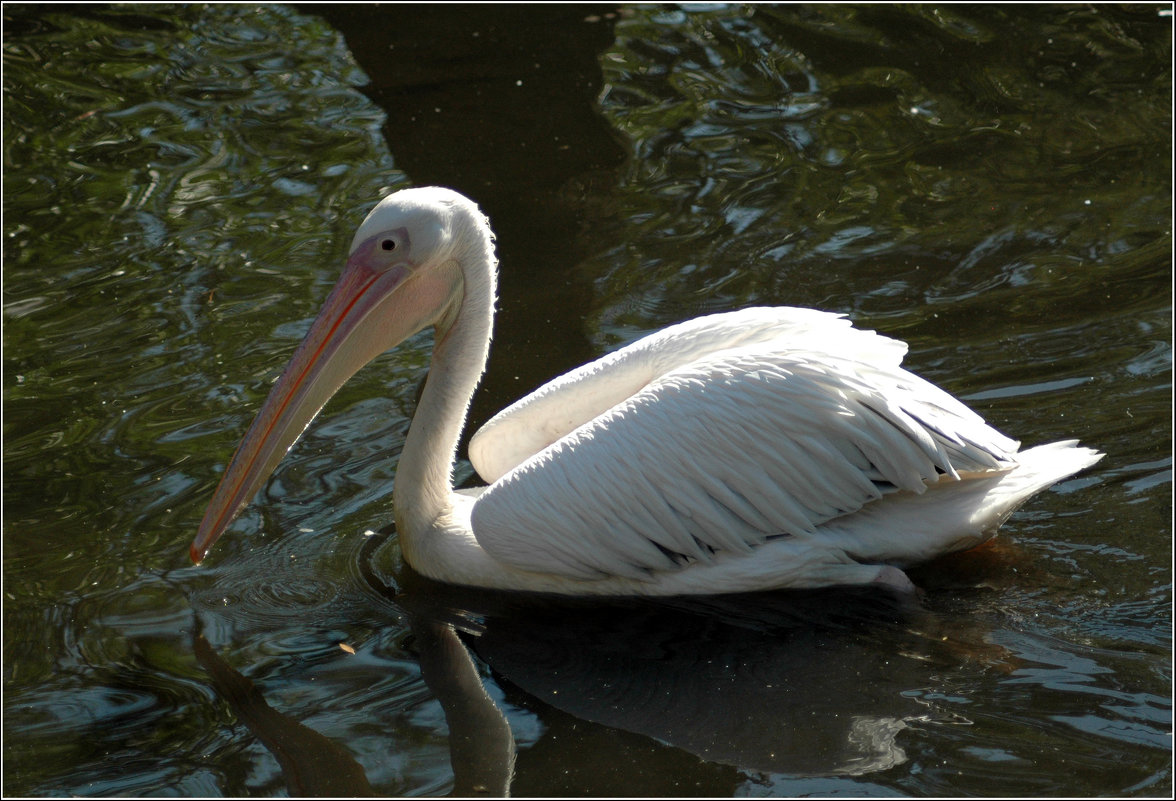 Пеликан *** The Pelican - Александр Борисов