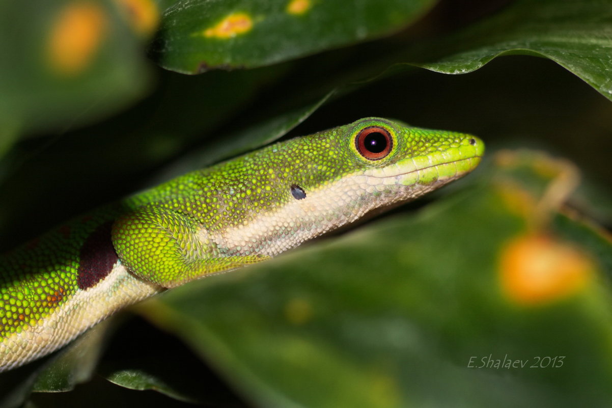 Четырёхглазковая фельзума - Phelsuma quadriocellata - Евгений 