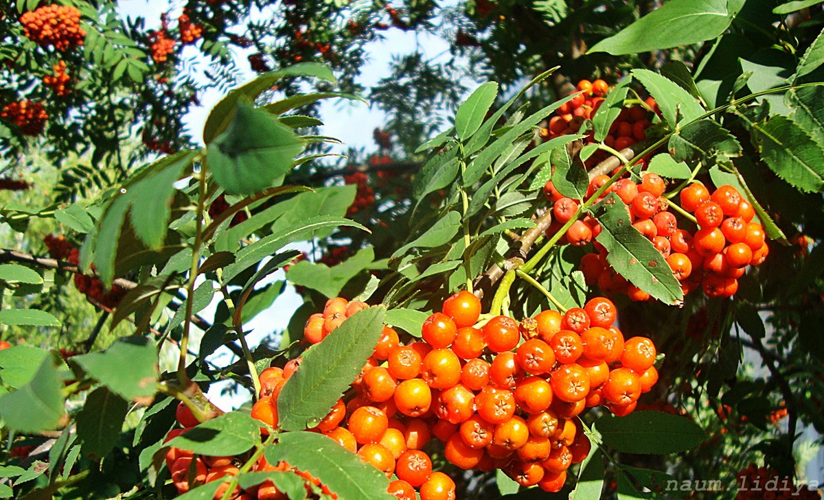 Яркие гроздья рябины - Лидия (naum.lidiya)