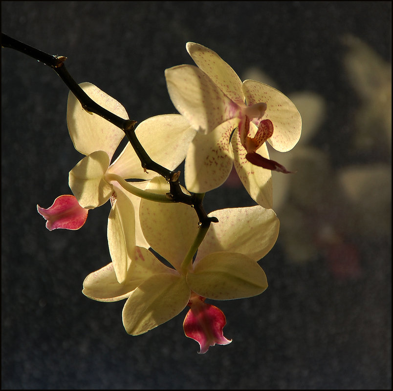 Желтая орхидея - Тамара К 