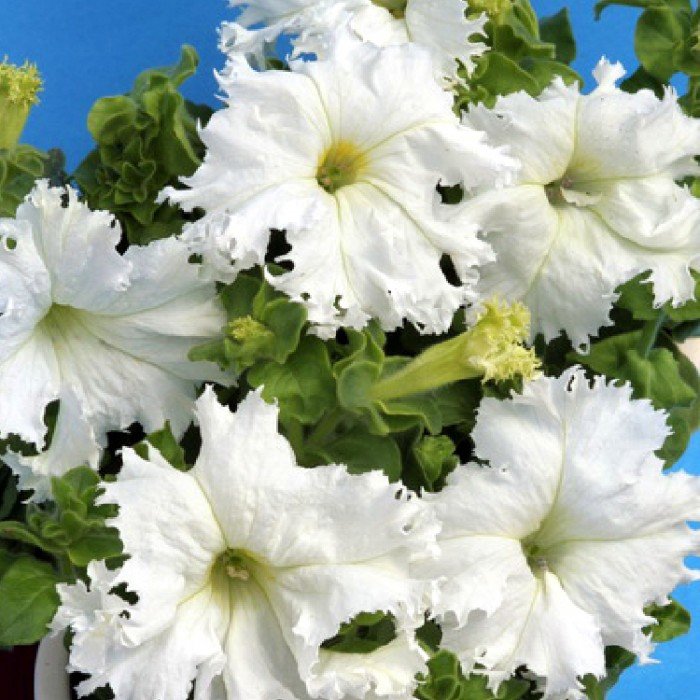 белые цветы - Valentina Lujbimova [lotos 5]