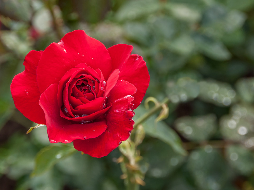 Красная роза - Нина Агаева