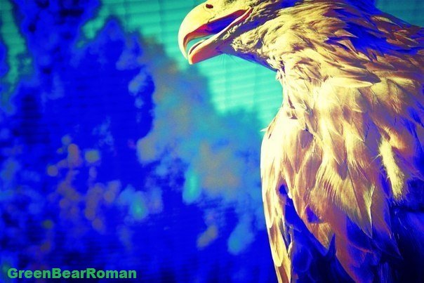 EAGLE - Roman GreenBear