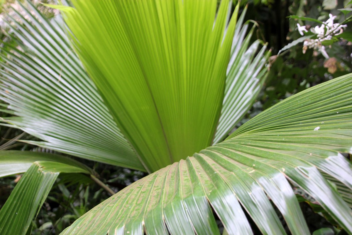 пальмовые листья - Olga 