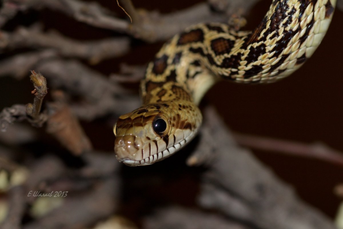 Гоферова змея - Pituophis catenifer - Евгений 