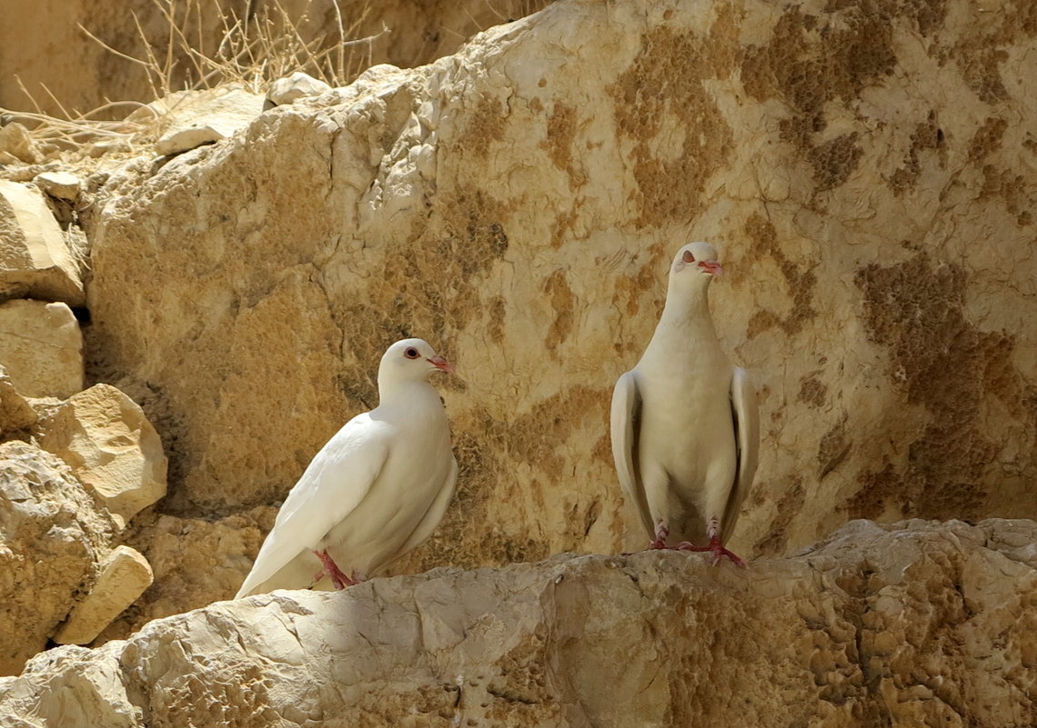 Монастырские голуби - anna borisova 