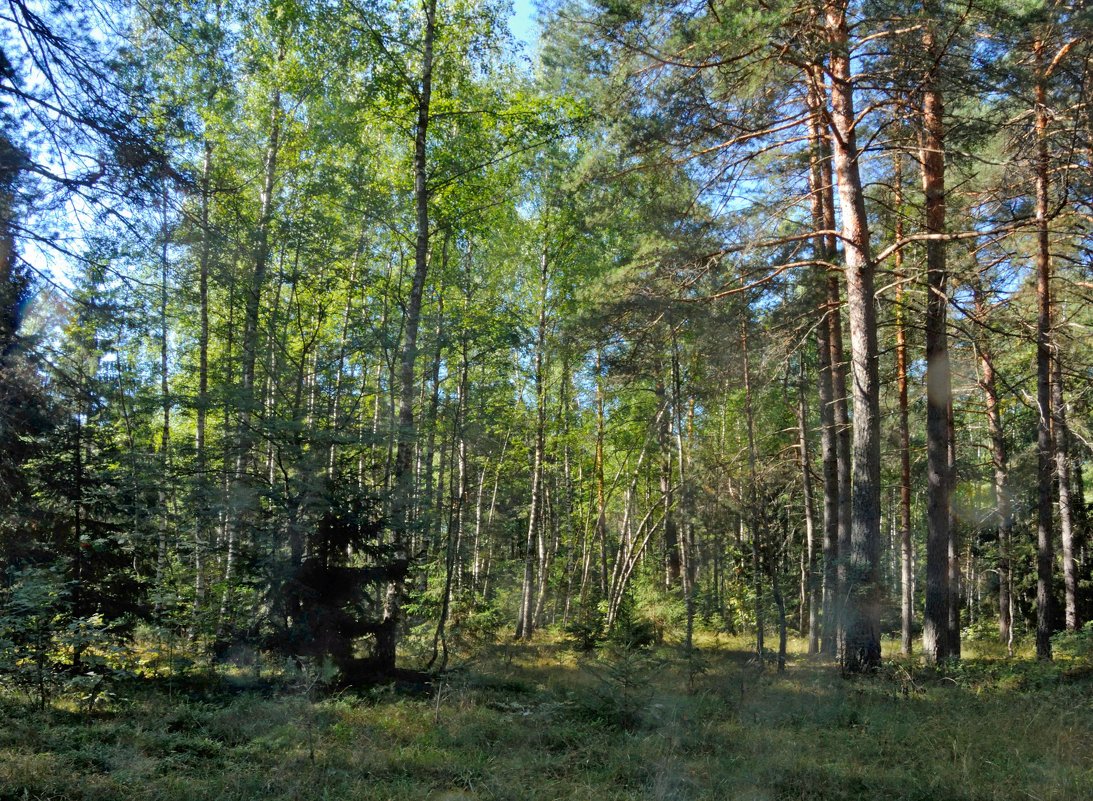 Уголок леса - Владимир Дементьев