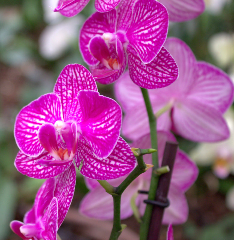 орхидея - Татьяна 