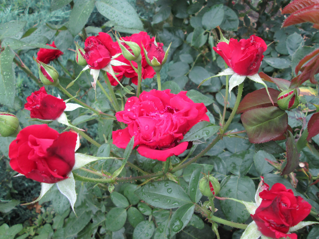 Дарят розы красоту... - Тамара (st.tamara)