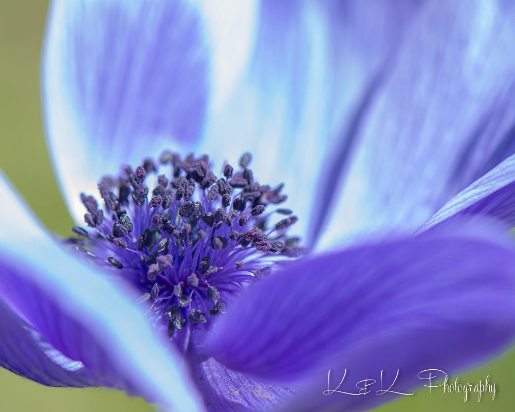BLUE ANEMONE FLOWER - Mikhail K'maiki