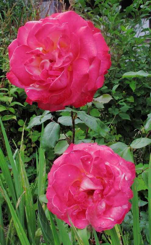 Два цветка розы - Дмитрий Михайлович Сарасек