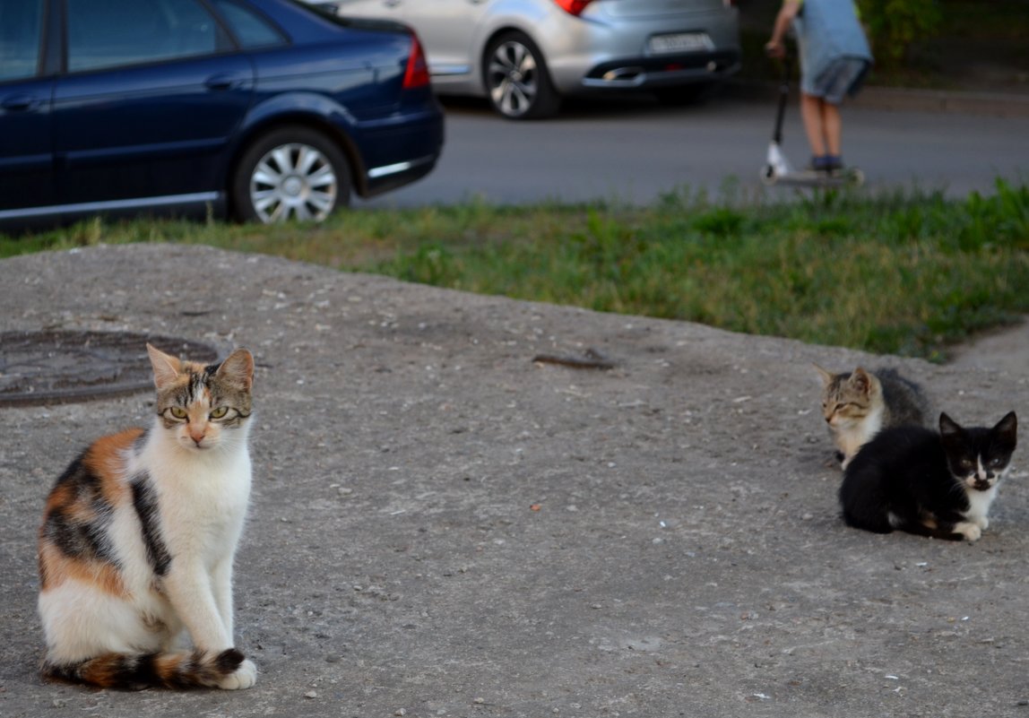 Дворовые кошки - Savayr 
