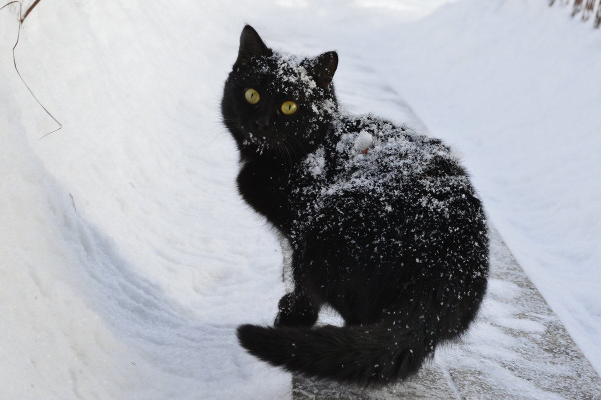 Черная кошка, белый снег - Евгения Шевцова