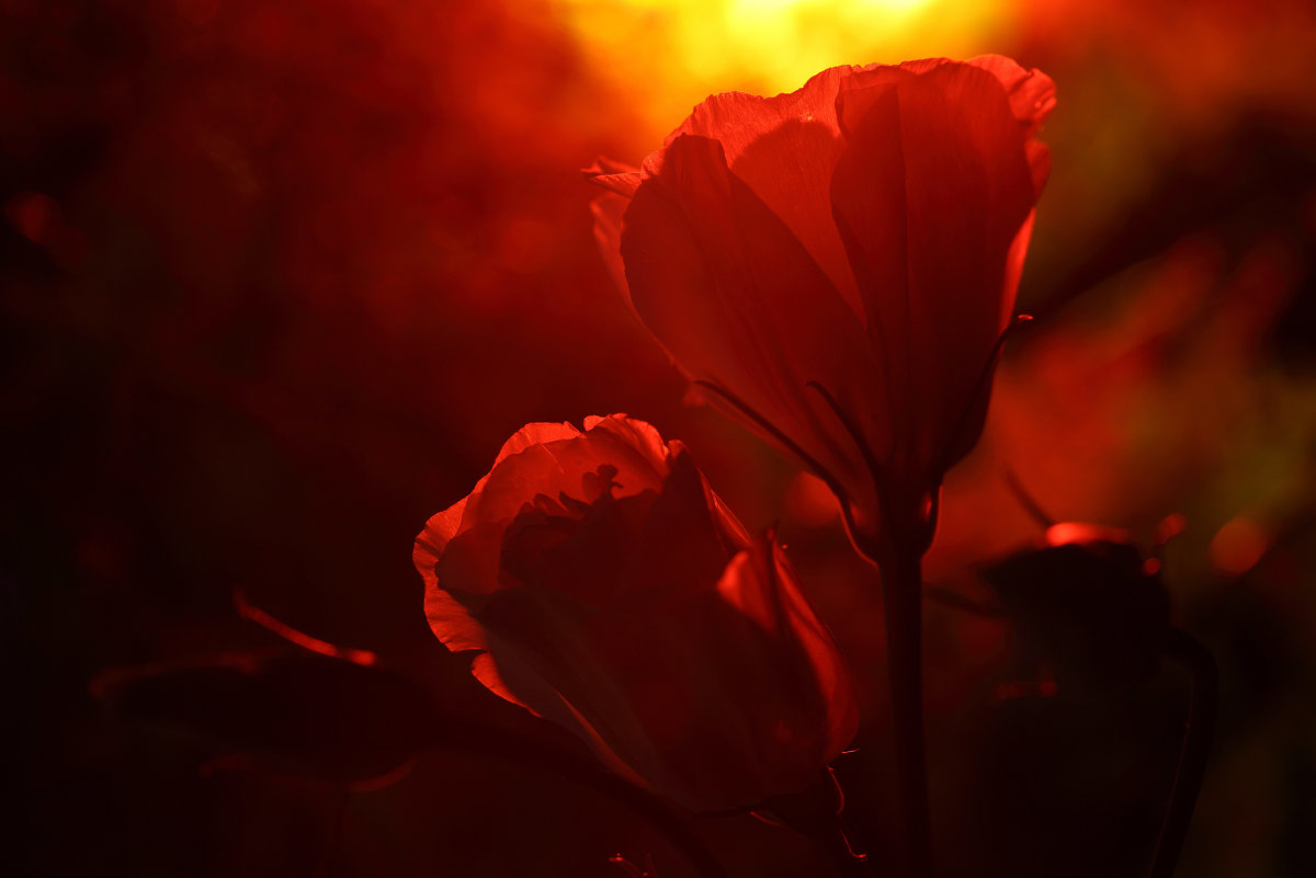 Огонь пурпурной  розы - Valentina Lujbimova [lotos 5]
