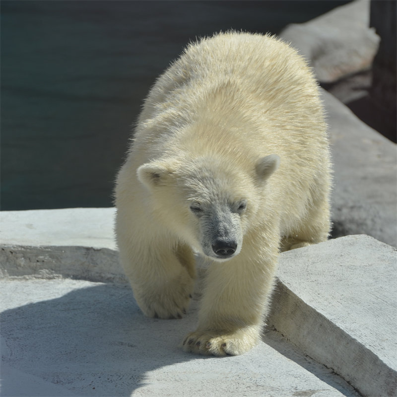 Белый медведь - Bespalevniy 