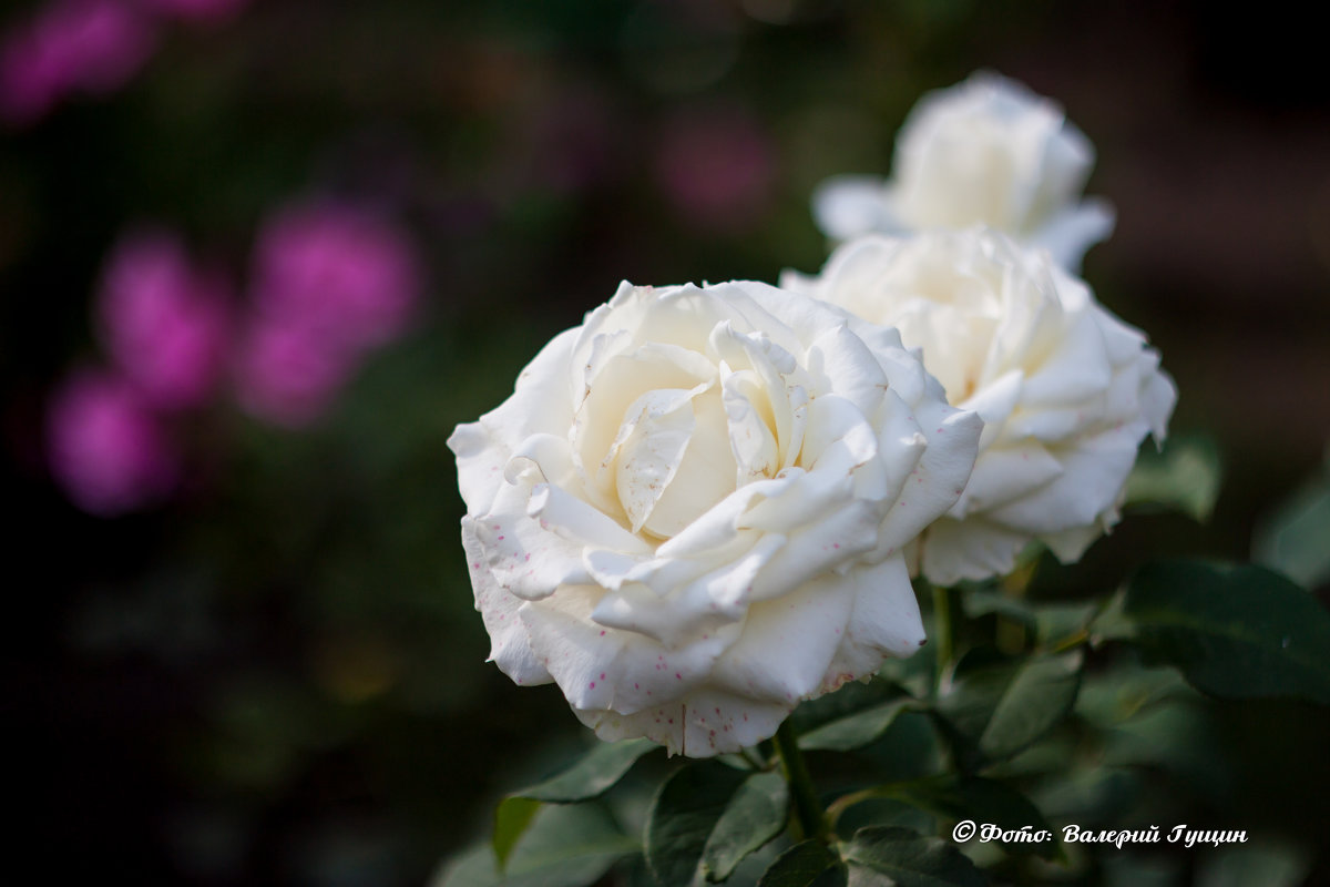 Белые розы - Валерий Гущин