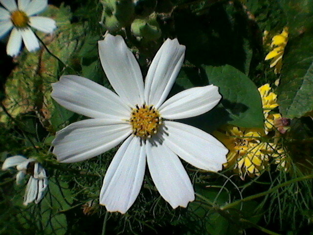 Белый цветок - Миша Любчик