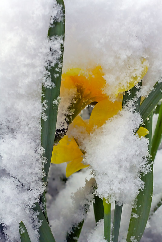 Нарцисс под снегом... - Елена Васильева