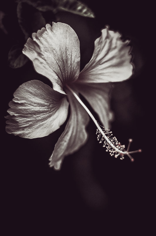 Таинственный цветок - Ксения Базарова