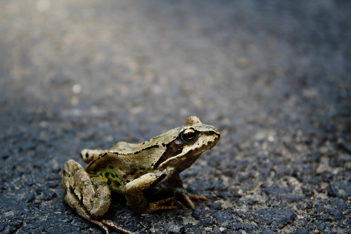 friendly frog - krystyna 