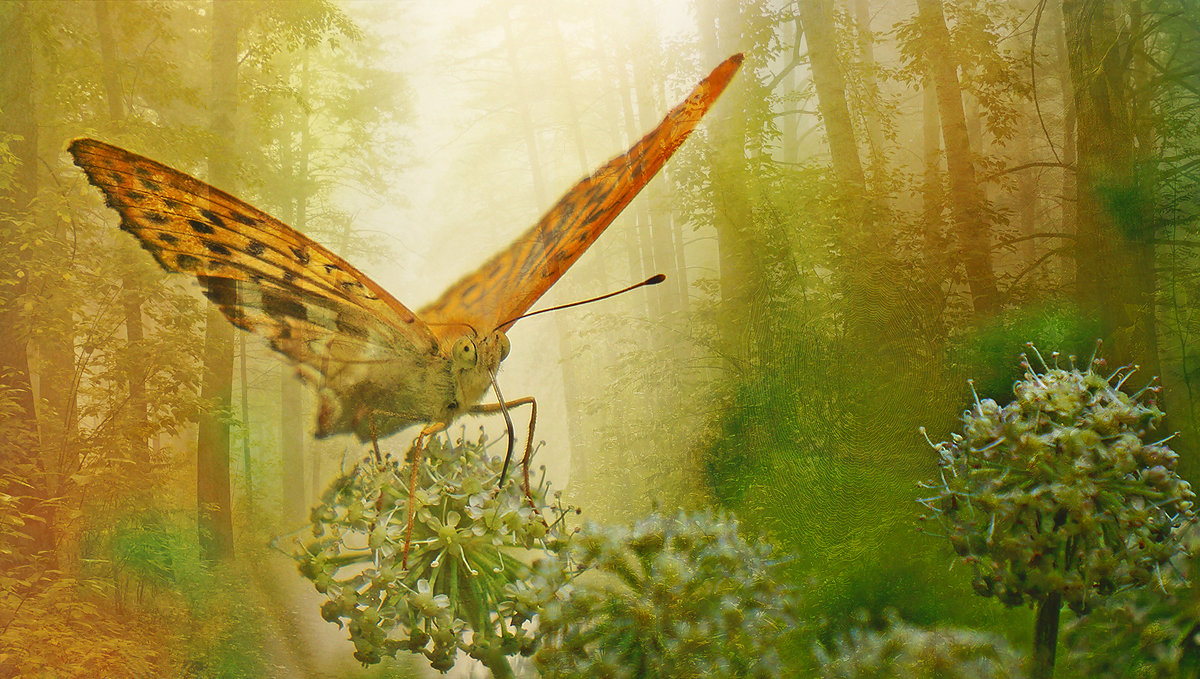 бабочка - Алексей Карташев