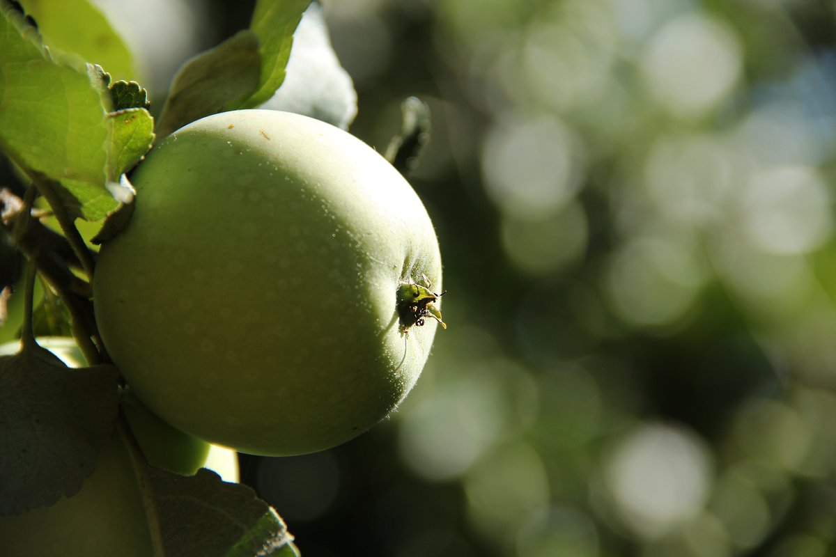 Олечкины яблочки - Irina BlueSable