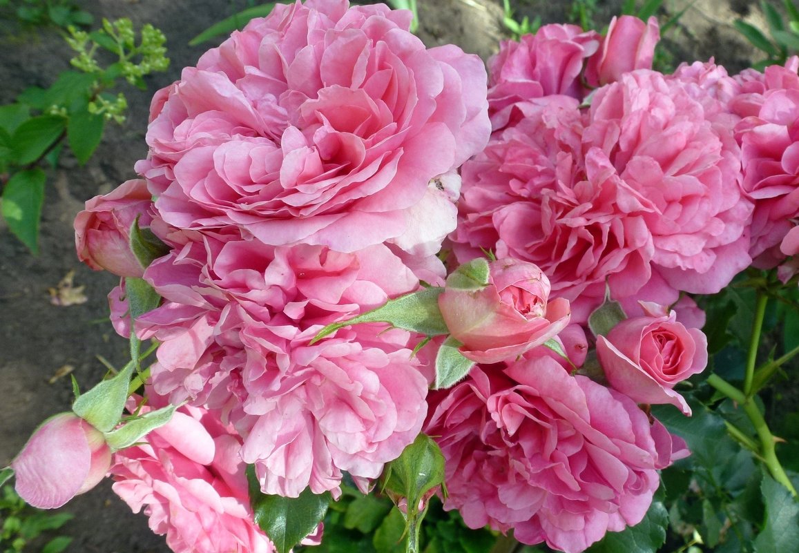 Розовые розы - Наталья (Nattina) ...