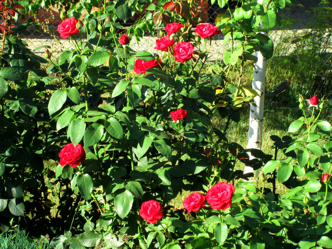 Июль,в саду куст красной розы... - Тамара (st.tamara)