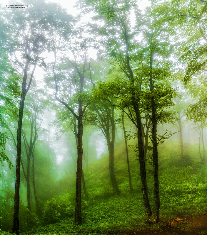 Туман в лесу - Алексей Сазонов