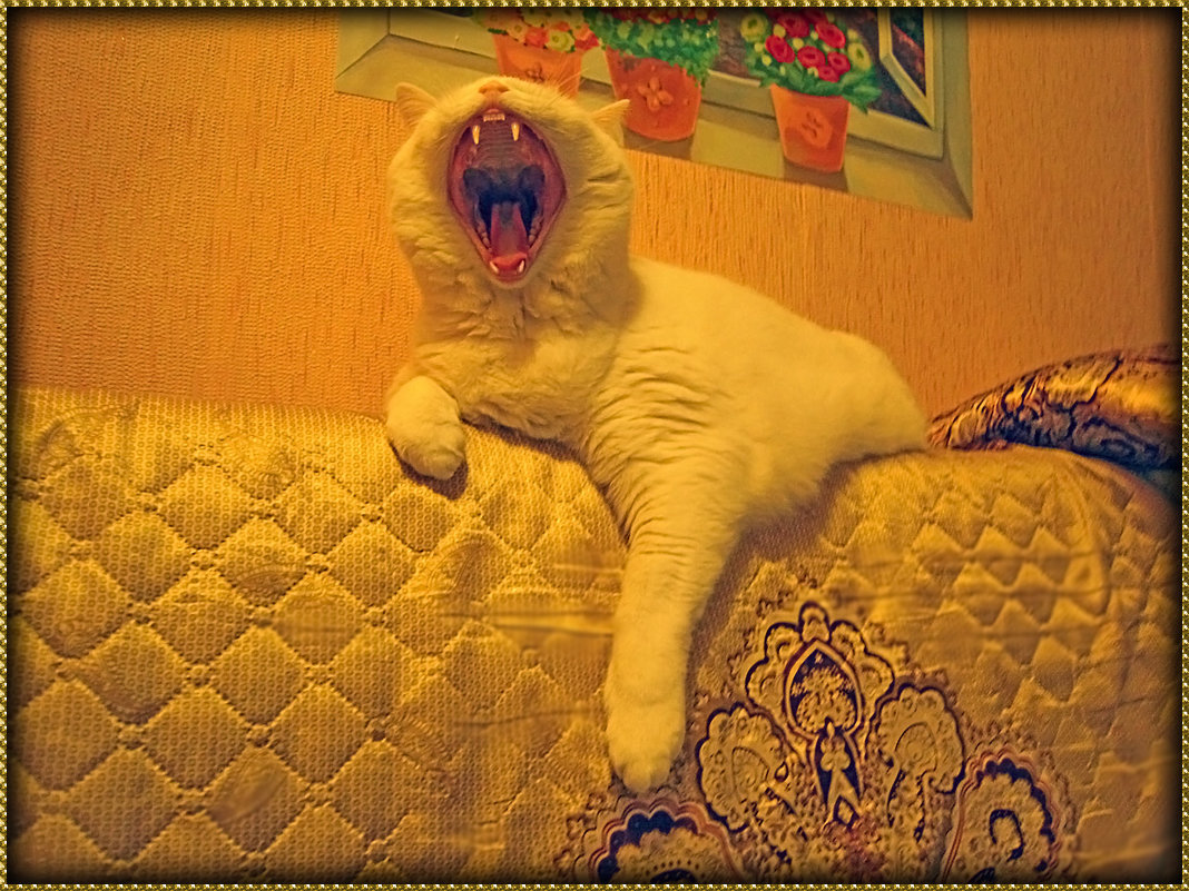 Страшнее кошки зверя нет! :-))) - Людмила Ардабьева