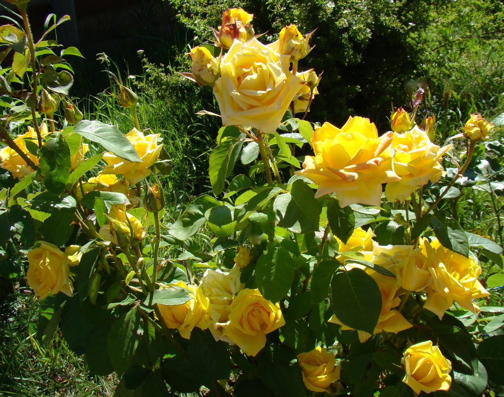 Дорогие мои Друзья, эти золотые, солнечные розы из моего сада, для Вас!!!!! - Елена Солнечная