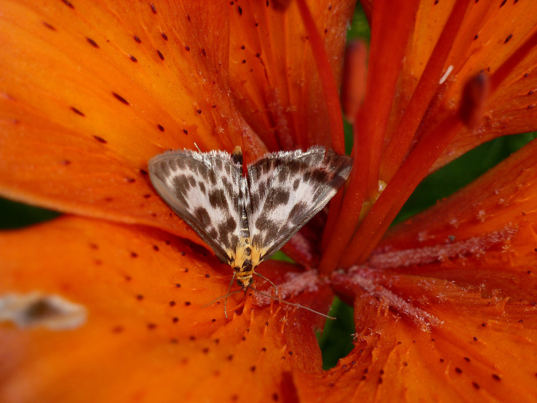 Бабочка в цветке - Наталья И.