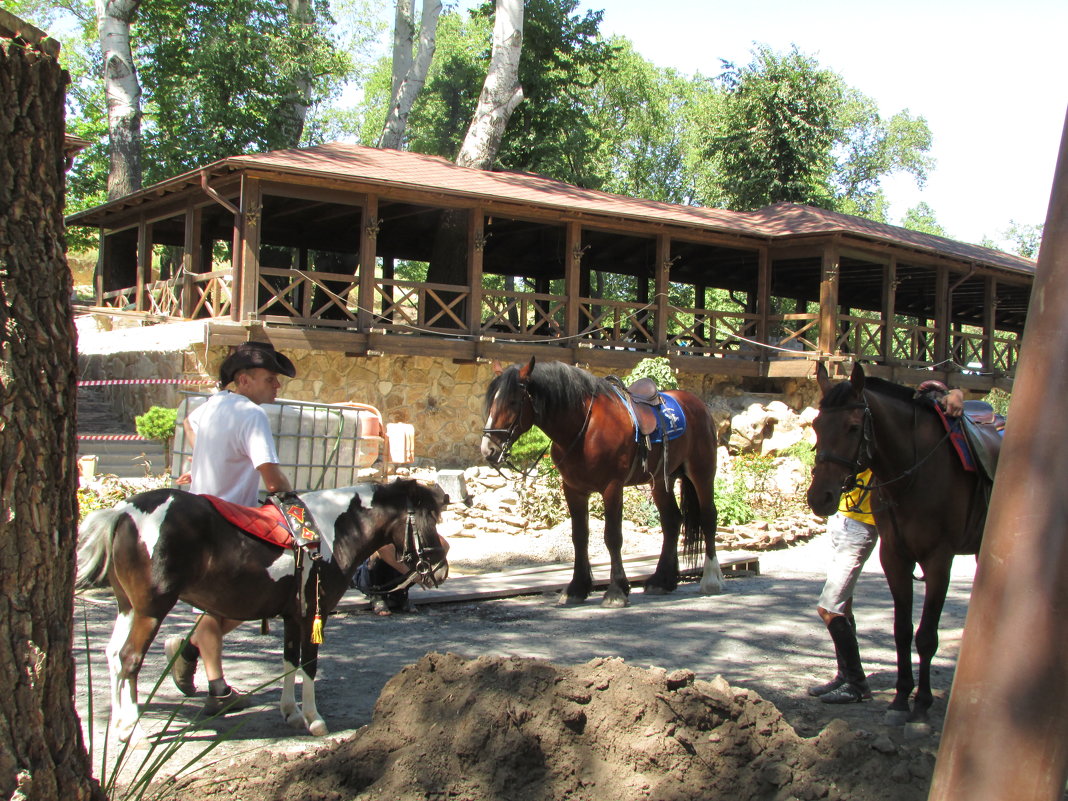 Лошадки в парке ждут своих наездников - Marina Timoveewa